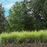 Iarba Elefantului (Miscanthus Sinensis) Strictus, iarba ornamentala cu frunzis dungat si spice roz-argintii, crestere rapida