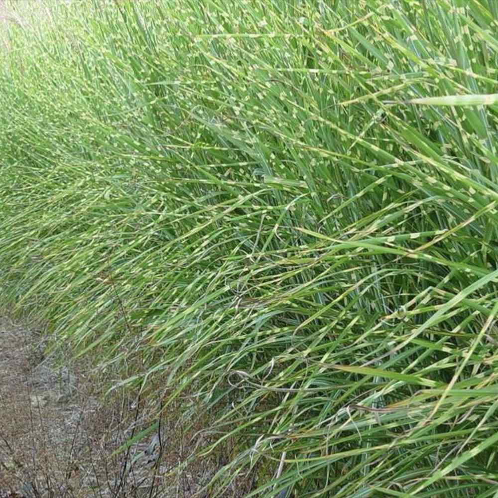 Iarba Elefantului (Miscanthus Sinensis) Strictus, iarba ornamentala cu frunzis dungat si spice roz-argintii, crestere rapida