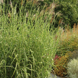 Iarba Elefantului (Miscanthus Sinensis) Strictus, iarba ornamentala cu frunzis dungat si spice roz-argintii, crestere rapida