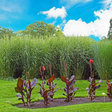 Iarba Elefantului (Miscanthus Sinensis) Strictus, iarba ornamentala cu frunzis dungat si spice roz-argintii, crestere rapida