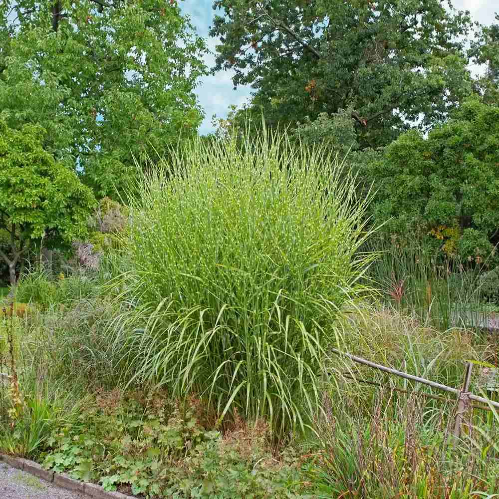 Iarba Elefantului (Miscanthus Sinensis) Strictus, iarba ornamentala cu frunzis dungat si spice roz-argintii, crestere rapida