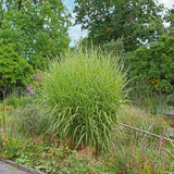 Iarba Elefantului (Miscanthus Sinensis) Strictus, iarba ornamentala cu frunzis dungat si spice roz-argintii, crestere rapida