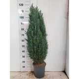 Chiparos Columnaris Ellwoodii, conifer decorativ albastru-verzui, vesnic verde, forma columnara, rezistent la ger
