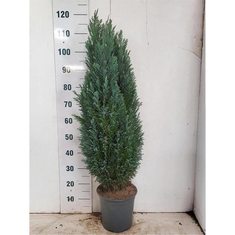 Chiparos Columnaris Ellwoodii, conifer decorativ albatstru-verzui, vesnic verde, forma columnara, rezistent la ger