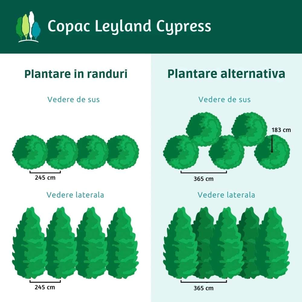 Chiparos Leylandii,  gard viu rapid vesnic verde, crestere rapida, conifer foare rezistent la boli