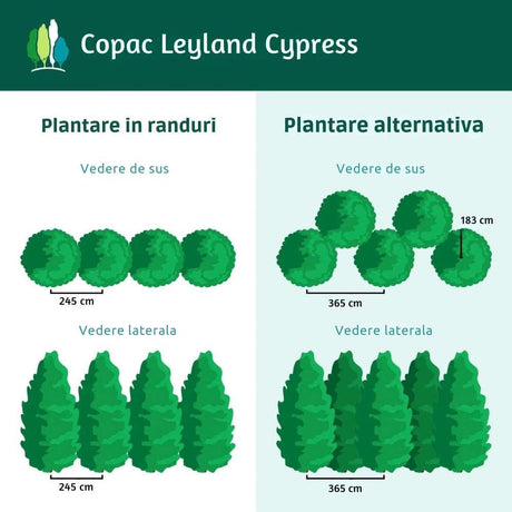 Chiparos Leylandii,  gard viu rapid vesnic verde, crestere rapida, conifer foare rezistent la boli