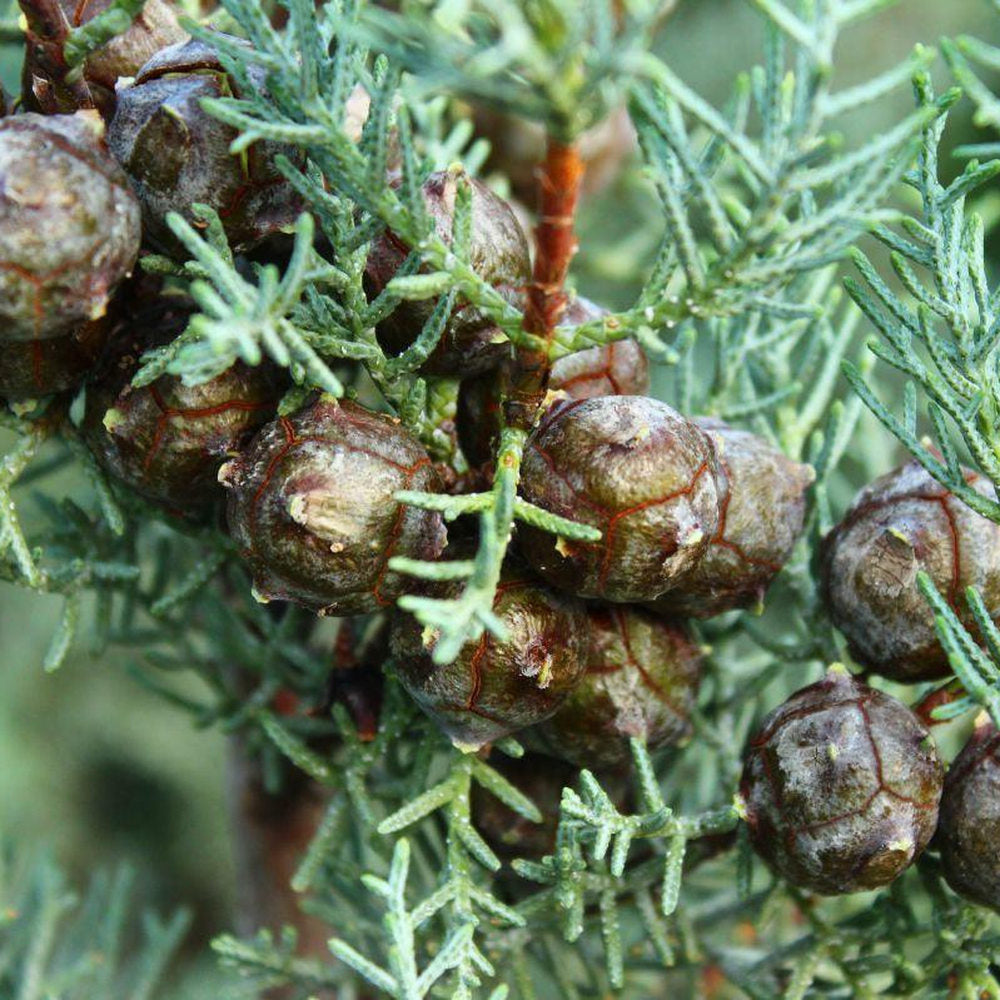 Chiparos de Arizona, conifer vesnic verde albastru-argintiu, port columnar, crestere rapida, miros foarte aromatic