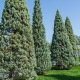 Chiparos de Arizona, conifer vesnic verde albastru-argintiu, port columnar, crestere rapida, miros foarte aromatic