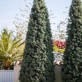 Chiparos de Arizona, conifer vesnic verde albastru-argintiu, port columnar, crestere rapida, miros foarte aromatic