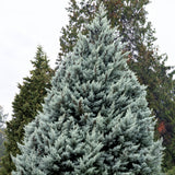 Chiparos de Arizona, conifer vesnic verde albastru-argintiu, port columnar, crestere rapida, miros foarte aromatic