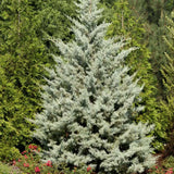Chiparos de Arizona, conifer vesnic verde albastru-argintiu, port columnar, crestere rapida, miros foarte aromatic