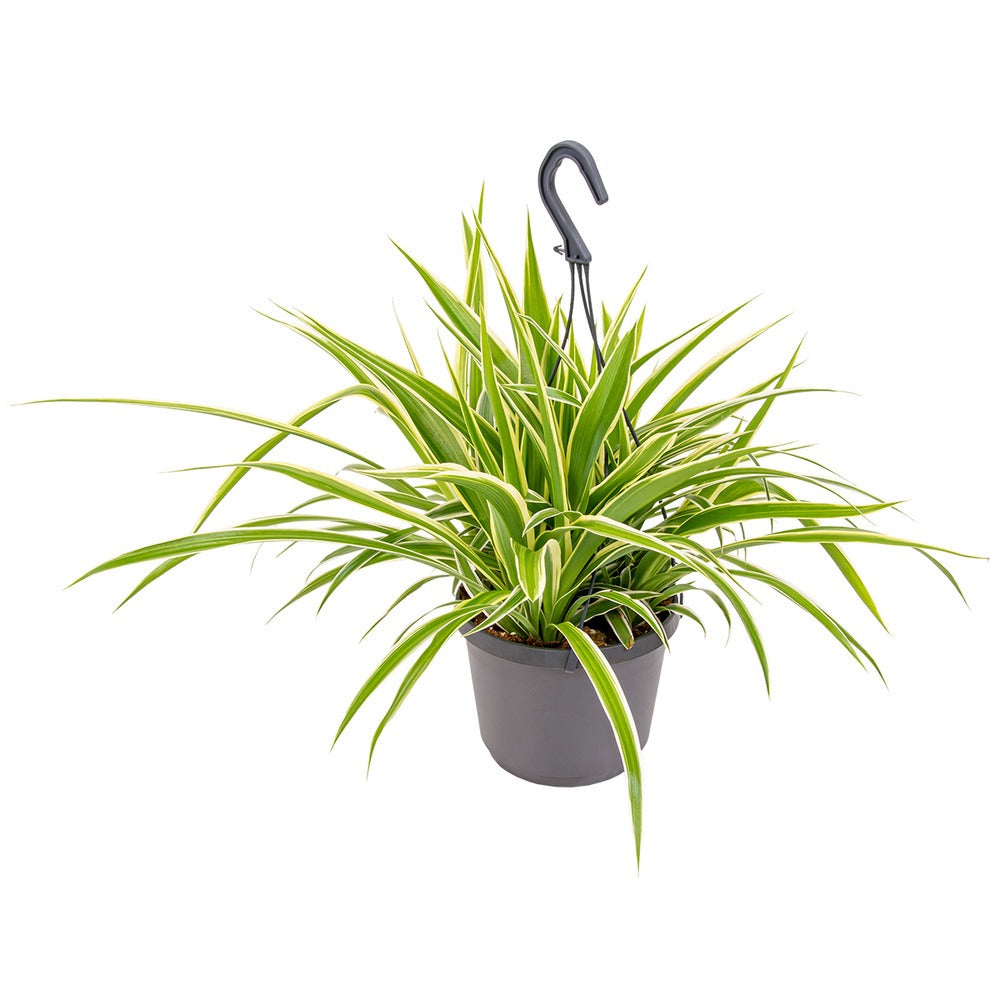 Planta Paianjen (Chlorophytum Comosum) Variegatum, cu frunze verzi si albe arcuite, planta de interior - 40 cm