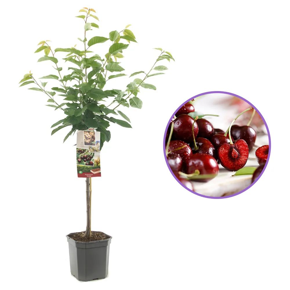 Cires Dulce (Prunus Avium) Kordia, cu fructe dulci rosii-inchis, an 2 pe rod