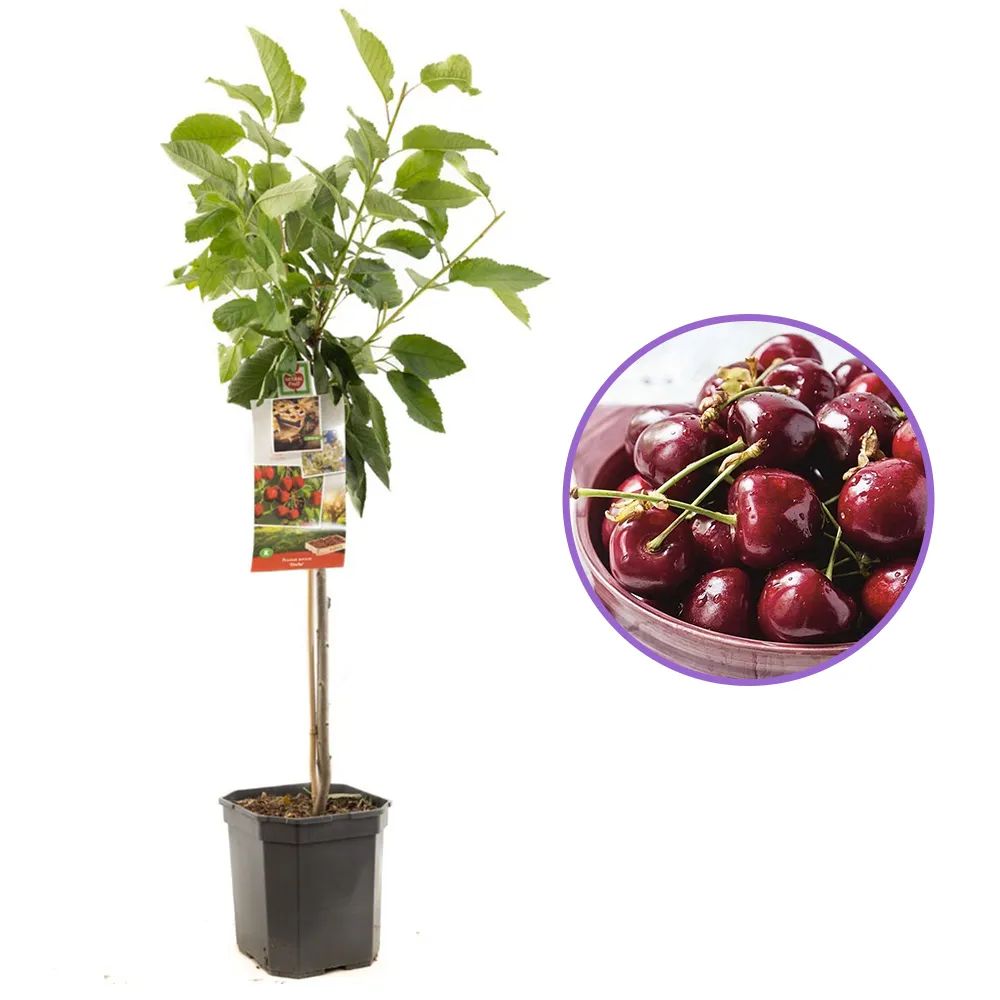 Cires Dulce (Prunus Avium) Stella, cu fructe dulci rosii-inchis, an 2 pe rod