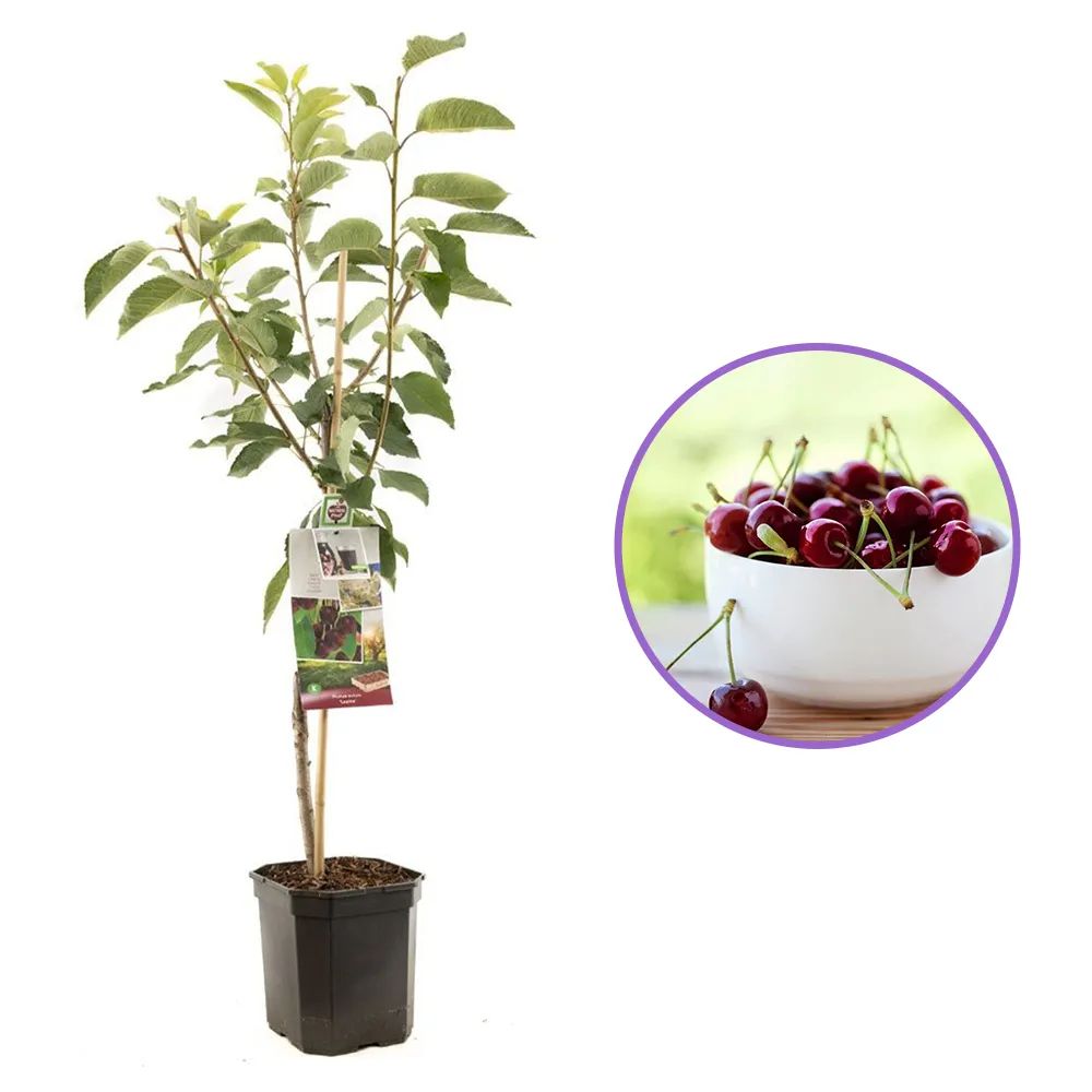 Cires (Prunus Avium) Lapins, cu fructe dulci rosii-inchis, an 2 pe rod