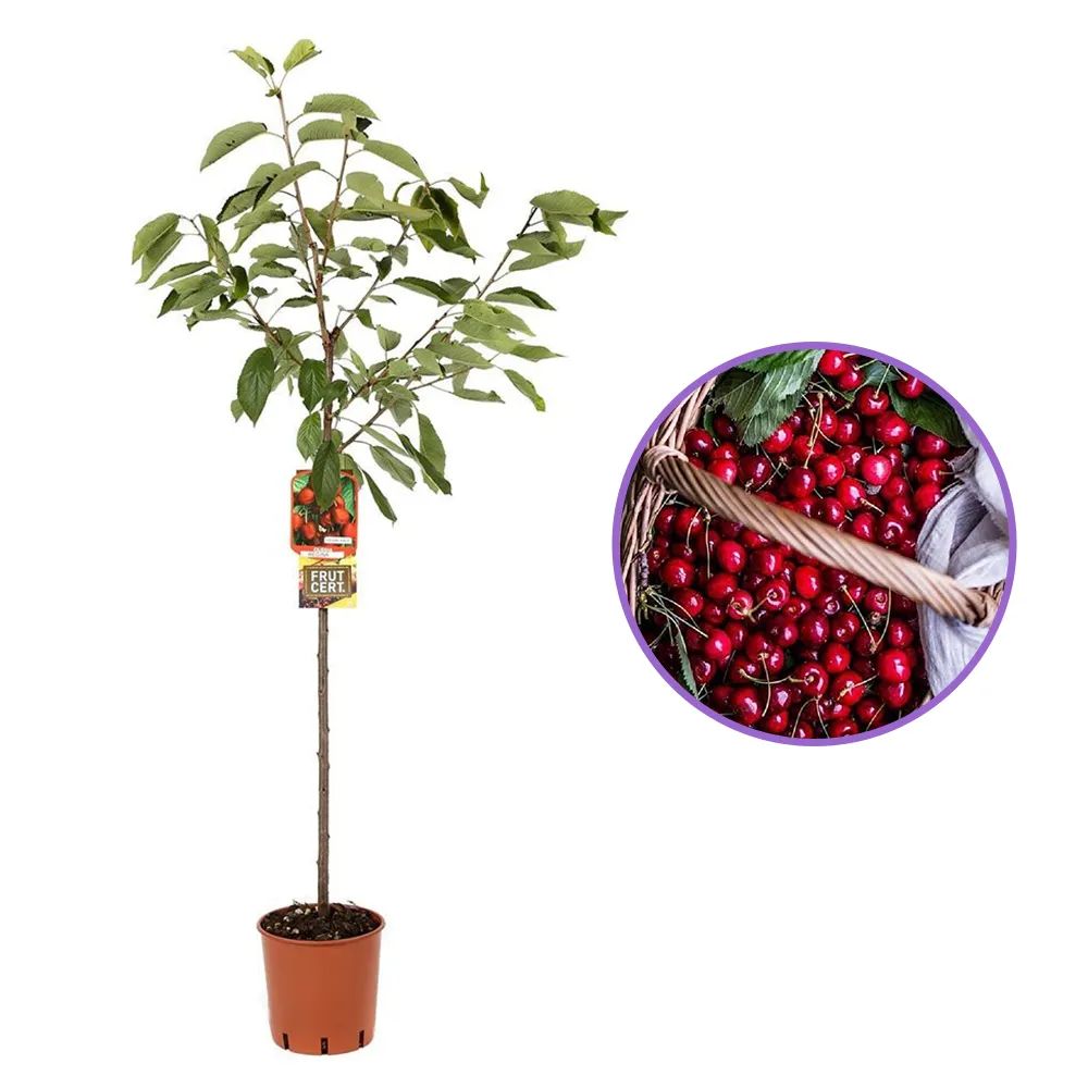 Cires (Prunus Avium) Regina, cu fructe dulci rosii inchis, an 2 pe rod