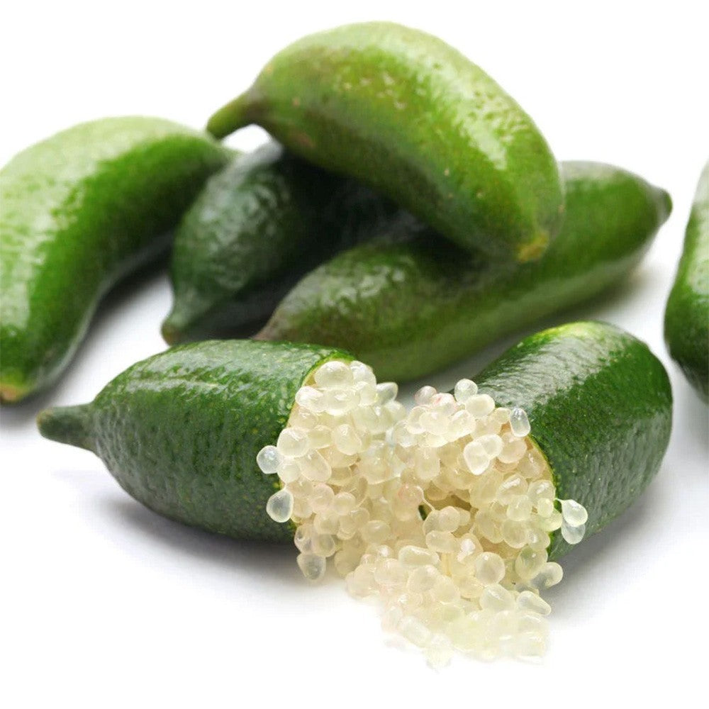 Pom Lamai Caviar (Citrus Australasica), 40-50 cm, fructe exotice cu pulpa perlata tip caviar, vesnic verde, ideal pentru ghiveci si terasa