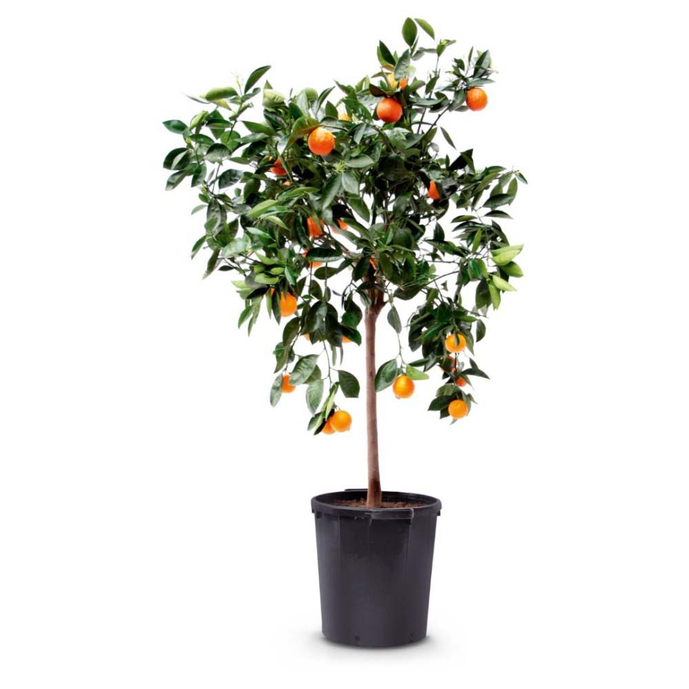 Pom de Portocal (Citrus sinensis), fructifer ornamental pentru terasa - 70 cm