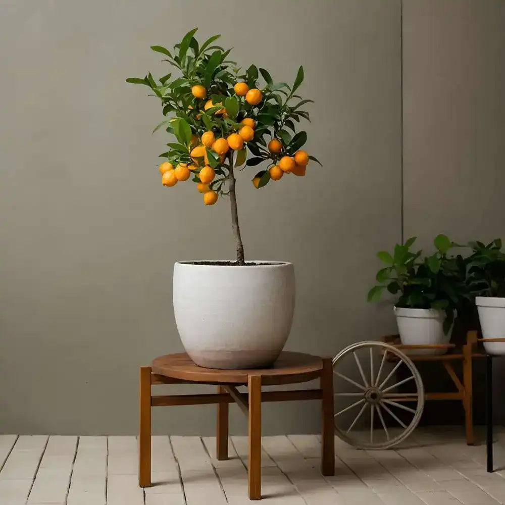 Pom de Portocal (Citrus sinensis), fructifer ornamental pentru terasa