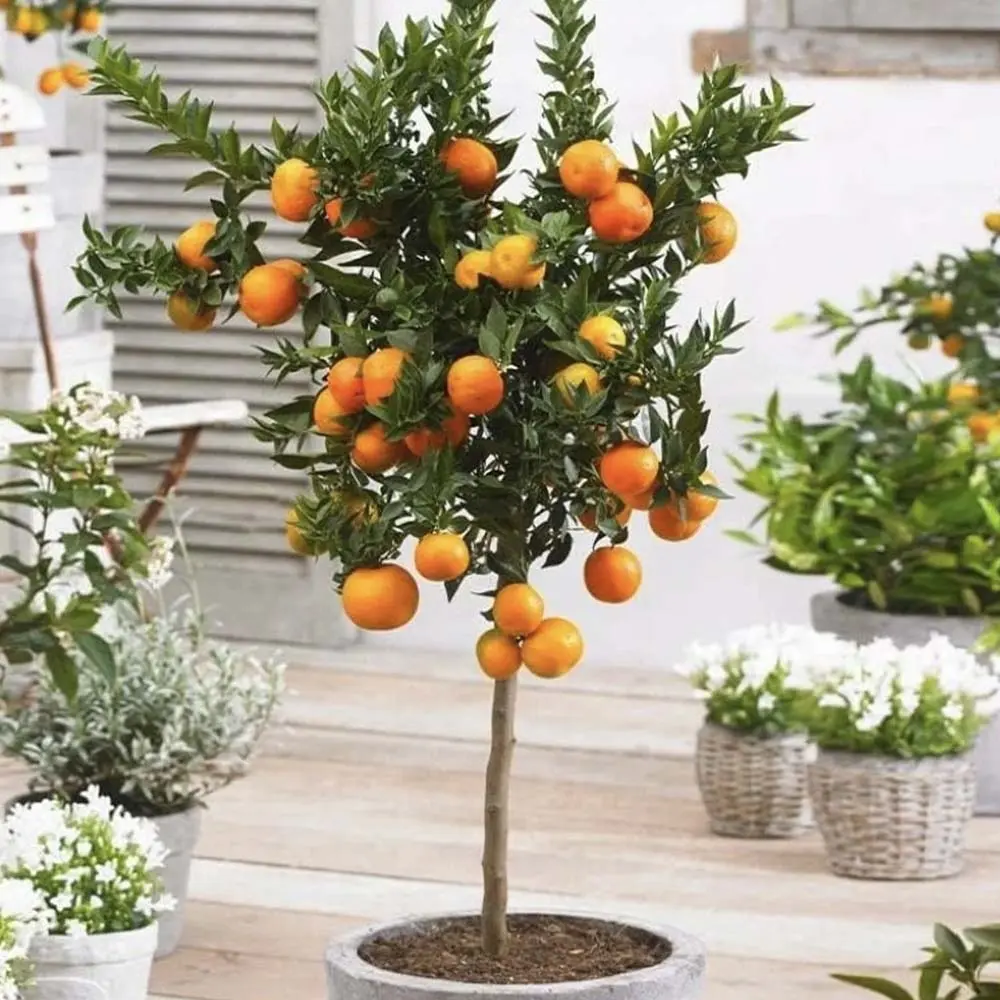 Pom de Portocal (Citrus sinensis), fructifer ornamental pentru terasa - 70 cm