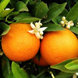 Pom de Portocal (Citrus sinensis), fructifer ornamental pentru terasa - 70 cm