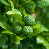 Pom Lamai Lime Kaffir (Citrus hystrix), 60-80 cm, cu frunze parfumate, fructe verzi, ideal pentru ghiveci si terasa, an 2 pe rod