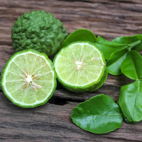 Pom Lamai Lime Kaffir (Citrus hystrix), cu frunze parfumate, fructe verzi, ideal pentru ghiveci si terasa, an 2 pe rod, 80-90 cm