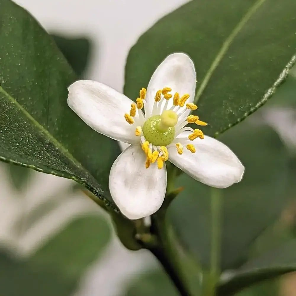 Pom Lamai Lime Kaffir (Citrus hystrix) 80-90 cm | Verdena – VERDENA