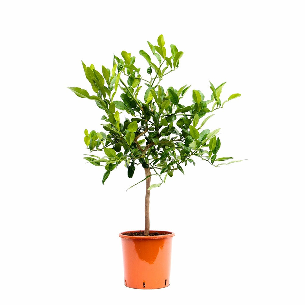 Pom Lamai Lime Kaffir (Citrus hystrix), 60-80 cm, cu frunze parfumate, fructe verzi, ideal pentru ghiveci si terasa, an 2 pe rod