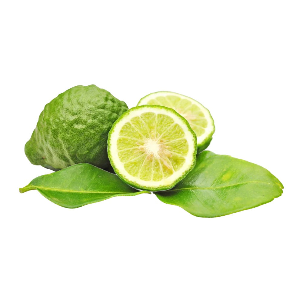 Pom Lamai Lime Kaffir (Citrus hystrix), 60-80 cm, cu frunze parfumate, fructe verzi, ideal pentru ghiveci si terasa, an 2 pe rod