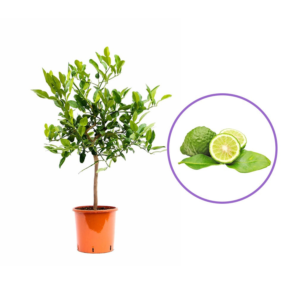 Pom Lamai Lime Kaffir (Citrus hystrix), 60-80 cm, cu frunze parfumate, fructe verzi, ideal pentru ghiveci si terasa, an 2 pe rod