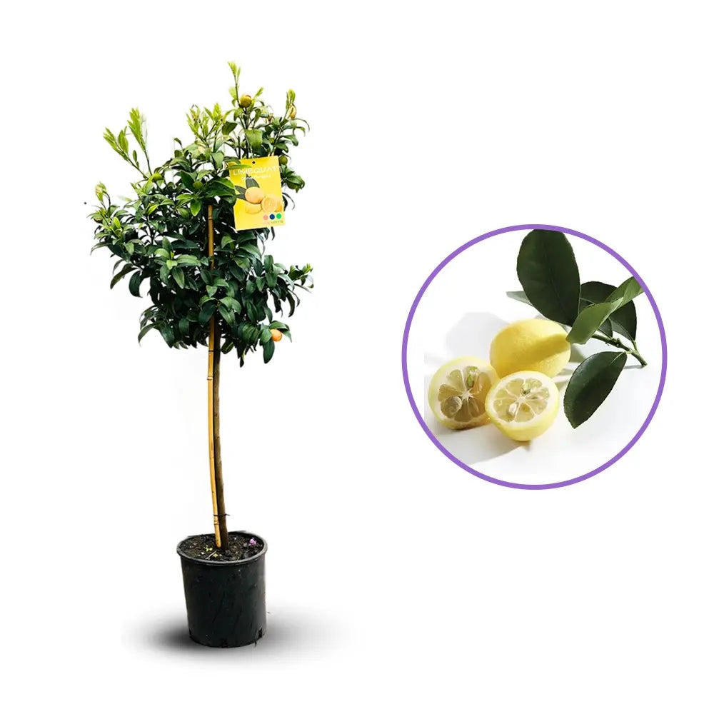 Citrus floridana Limequat, pom citric exotic, fructe galbene dulci-acrisoare, planta decorativa si roditoare, livrat cu fructe coapte, 100 cm