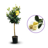 Citrus floridana Limequat, pom citric exotic, fructe galbene dulci-acrisoare, planta decorativa si roditoare, livrat cu fructe coapte, 100 cm