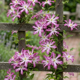 Clematis (Clematita) Glorious Surprise PBR,  cataratoare cu flori duble roz violet