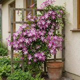 Clematis (Clematita) Glorious Surprise PBR,  cataratoare cu flori duble roz violet