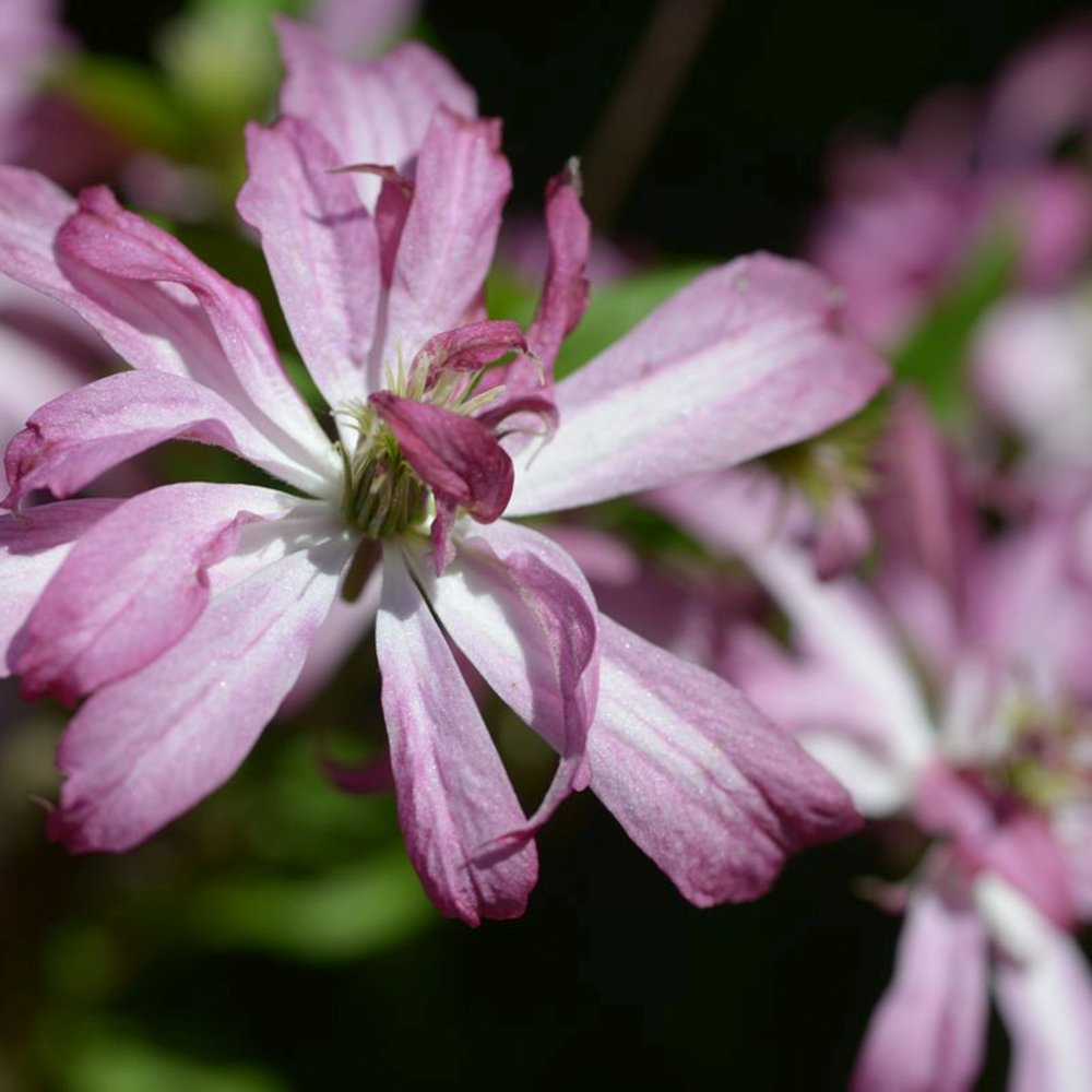 Clematis (Clematita) Glorious Surprise PBR,  cataratoare cu flori duble roz violet
