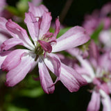 Clematis (Clematita) Glorious Surprise PBR,  cataratoare cu flori duble roz violet