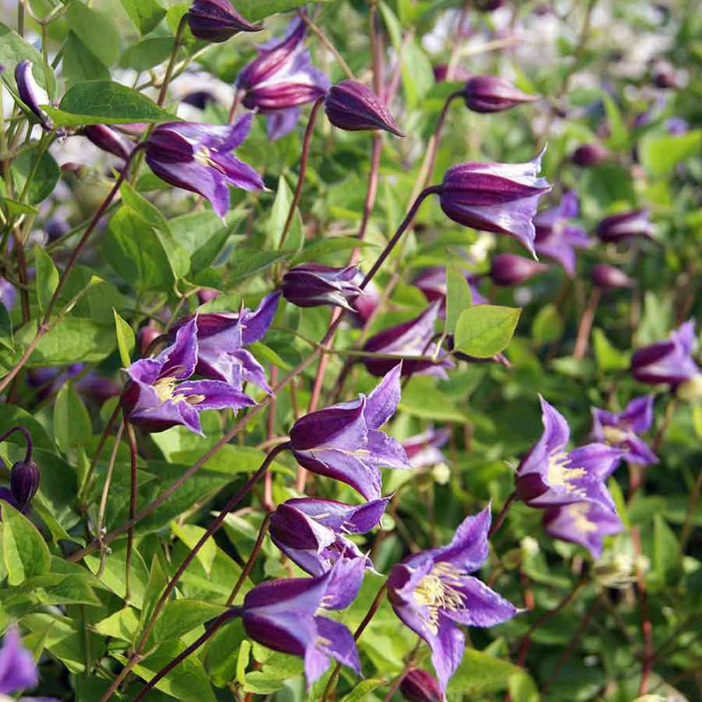 Clematita (Clematis) Prince William, planta cataratoare ornamentala cu flori albastre-violet, inflorire lunga