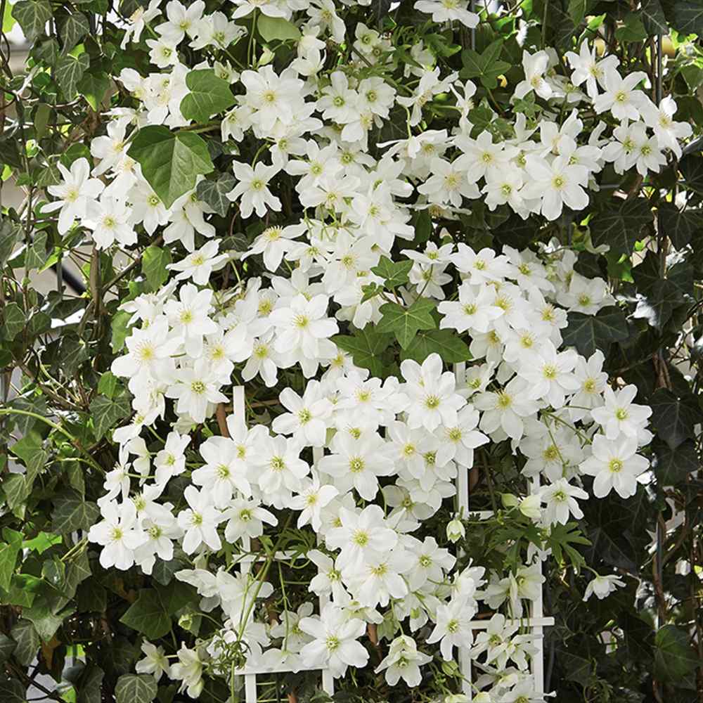 Clematis Avalanche, vesnic verde, flori albe parfumate, planta cataratoare cu inflorire timpurie