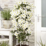 Clematis Avalanche, vesnic verde, flori albe parfumate, planta cataratoare cu inflorire timpurie