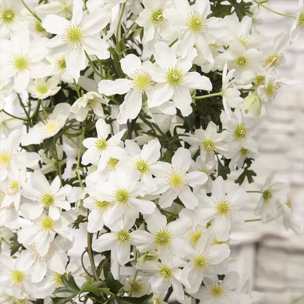 Clematis Avalanche, vesnic verde, flori albe parfumate, planta cataratoare cu inflorire timpurie