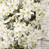 Clematis Avalanche, vesnic verde, flori albe parfumate, planta cataratoare cu inflorire timpurie