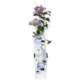 Clematis Crystal Fountain Regal, planta cataratoare cu flori spectaculoase albastru deschis, inflorire abundenta primavara/vara