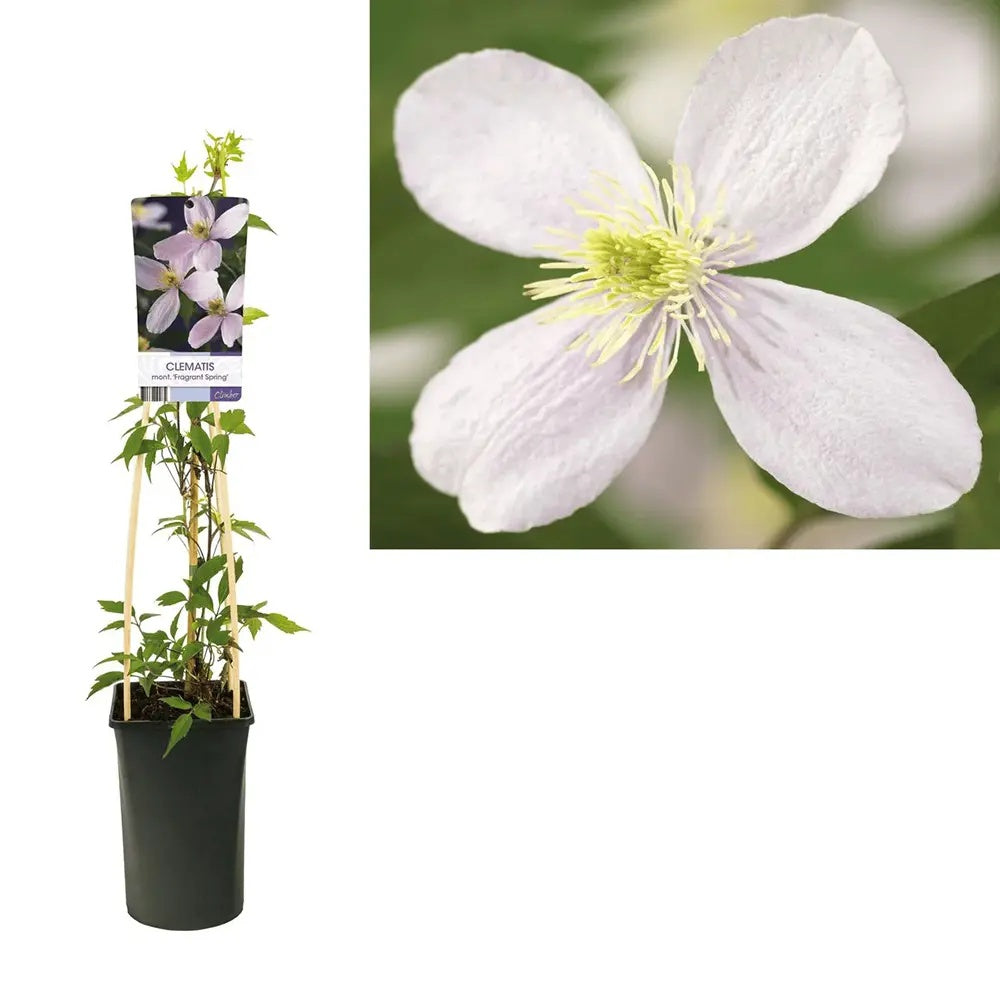 Clematis (Clematita) Fragrant Spring, planta cataratoare cu flori spectaculoase mari roz pal cu mijloc galbui, inflorire abundenta primavara