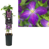 Clematis (Clematita) Jackmanii, planta cataratoare cu flori mari violet intens, inflorire abundenta vara, crestere rapida
