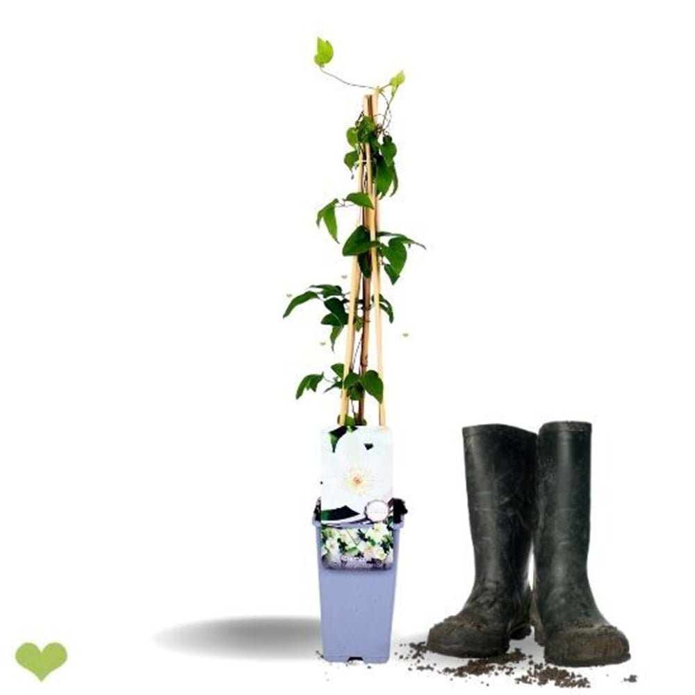 Clematis Mrs George Jackman, planta cataratoare cu flori albe mari, inflorire abundenta vara