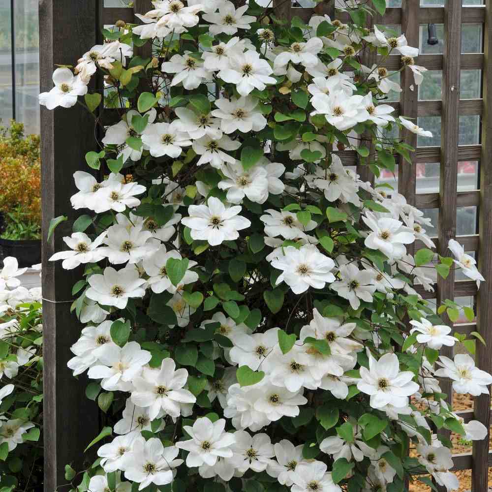 Clematis Mrs George Jackman, planta cataratoare cu flori albe mari, inflorire abundenta vara