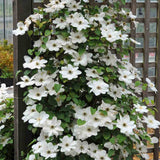 Clematis Mrs George Jackman, planta cataratoare cu flori albe mari, inflorire abundenta vara