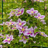 Clematis (Clematita) Piilu, planta cataratoare cu flori duble roz deschis, inflorire abundenta vara, premiat