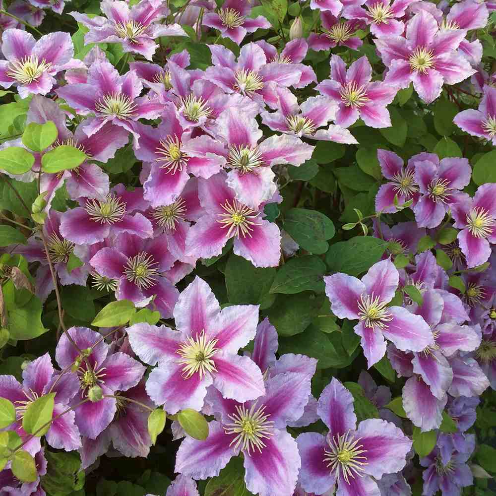 Clematis (Clematita) Piilu, planta cataratoare cu flori duble roz deschis, inflorire abundenta vara, premiat